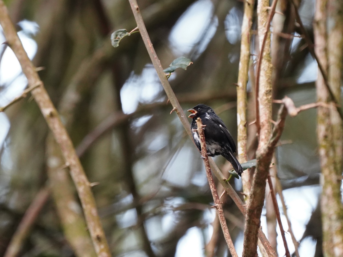 Variable Seedeater - ML618508188