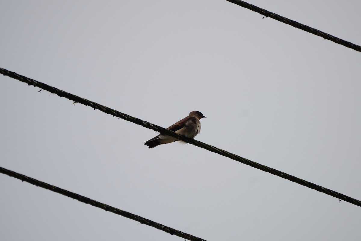 Southern Rough-winged Swallow - ML618508215
