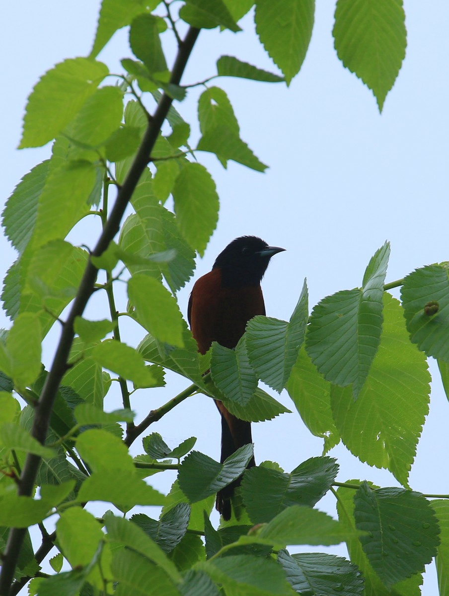Orchard Oriole - ML618508251