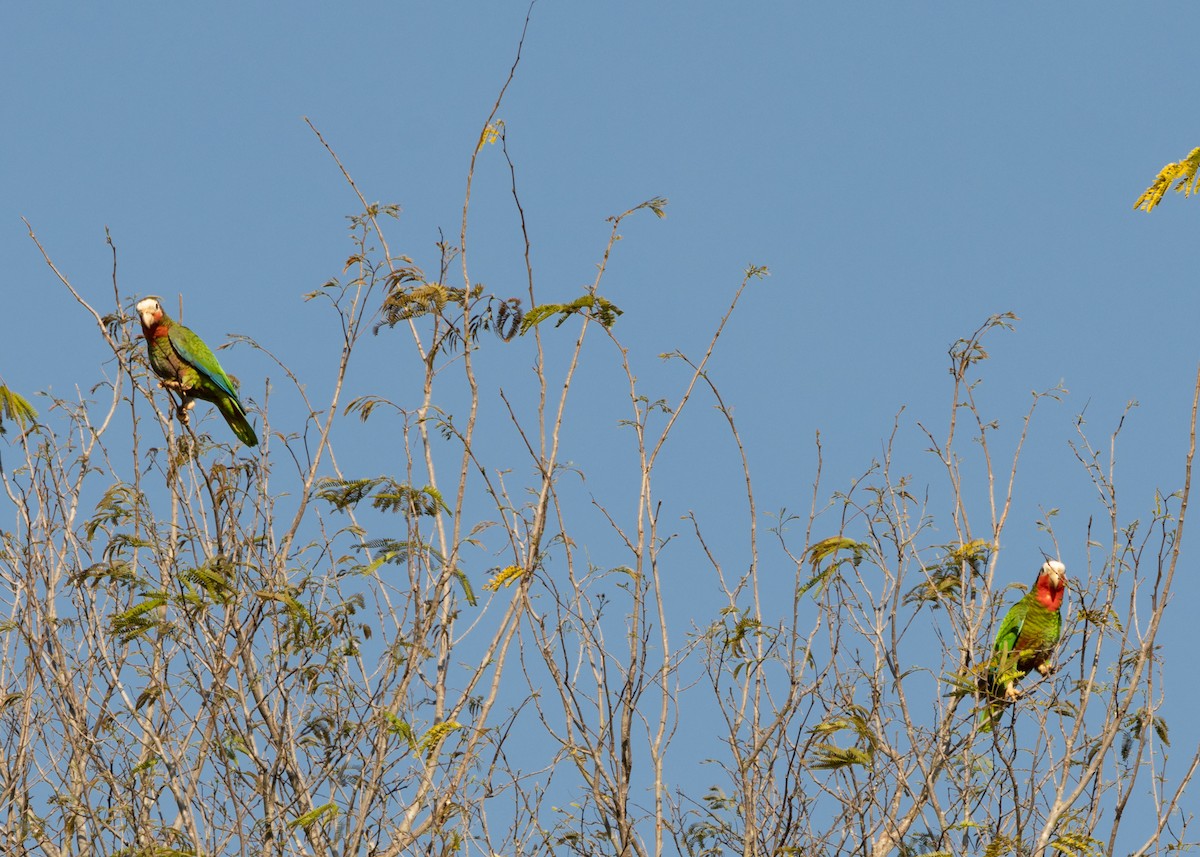 Cuban Parrot (Cuban) - ML618508261