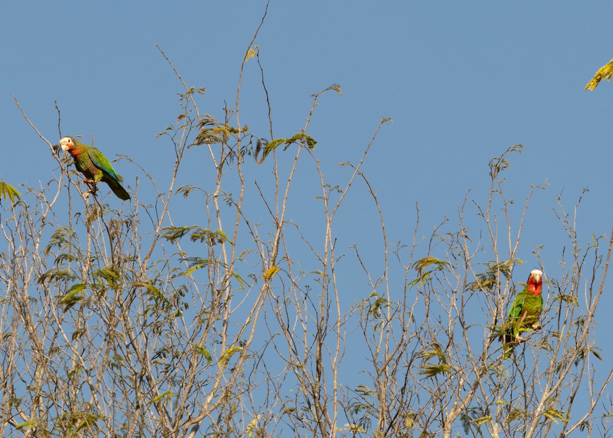 Cuban Parrot (Cuban) - ML618508263