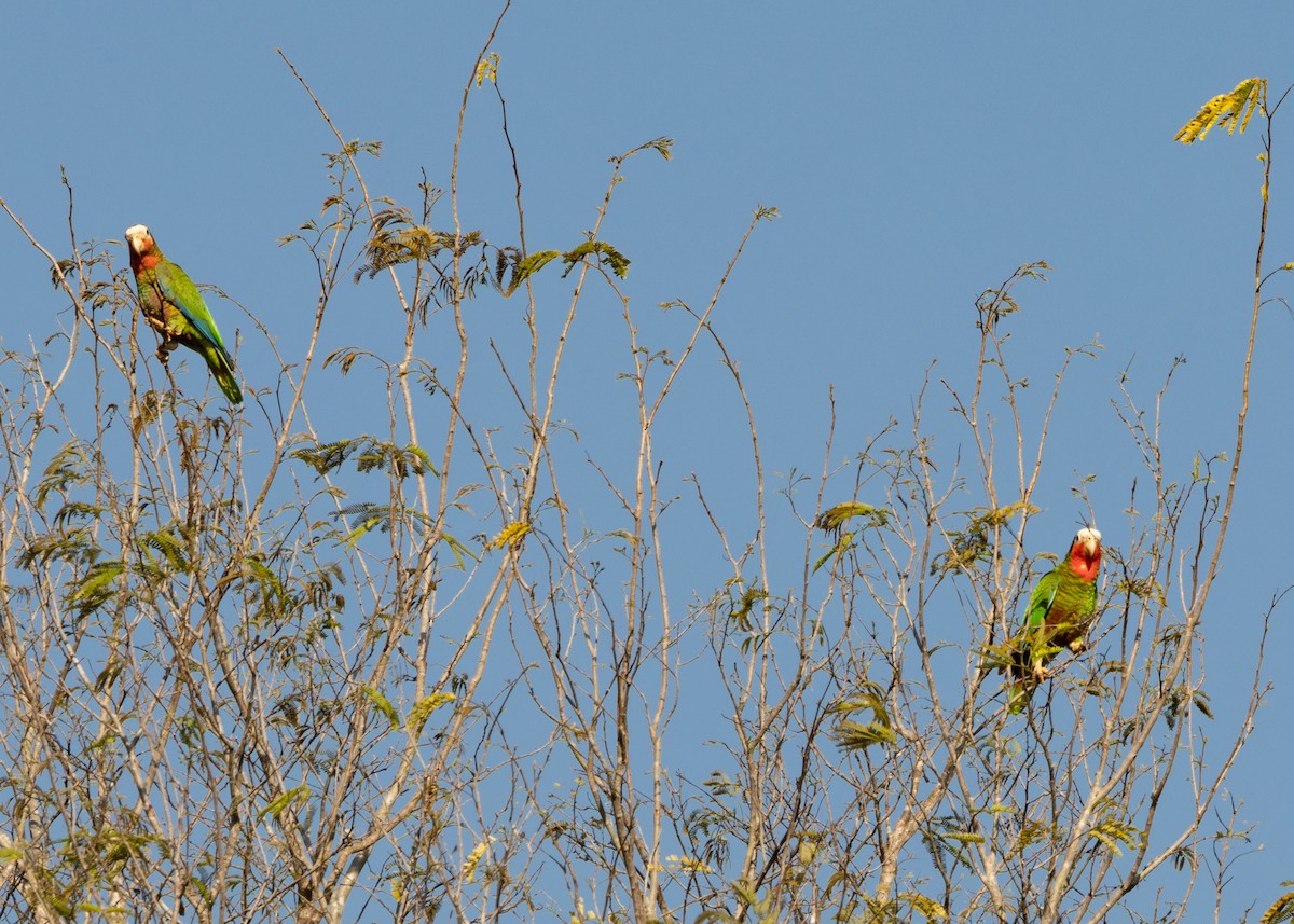 Cuban Parrot (Cuban) - Silvia Faustino Linhares