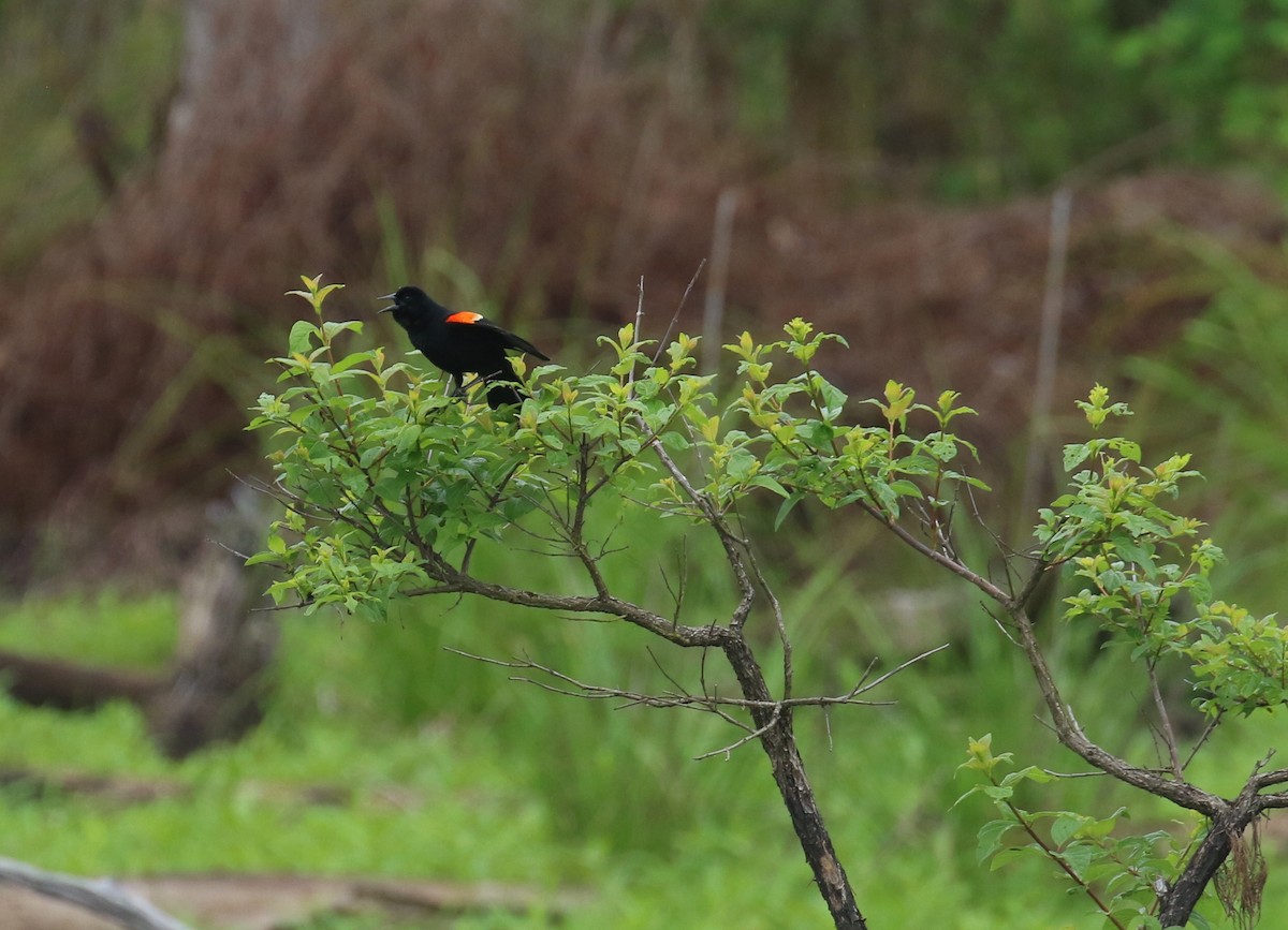 Red-winged Blackbird - ML618508291