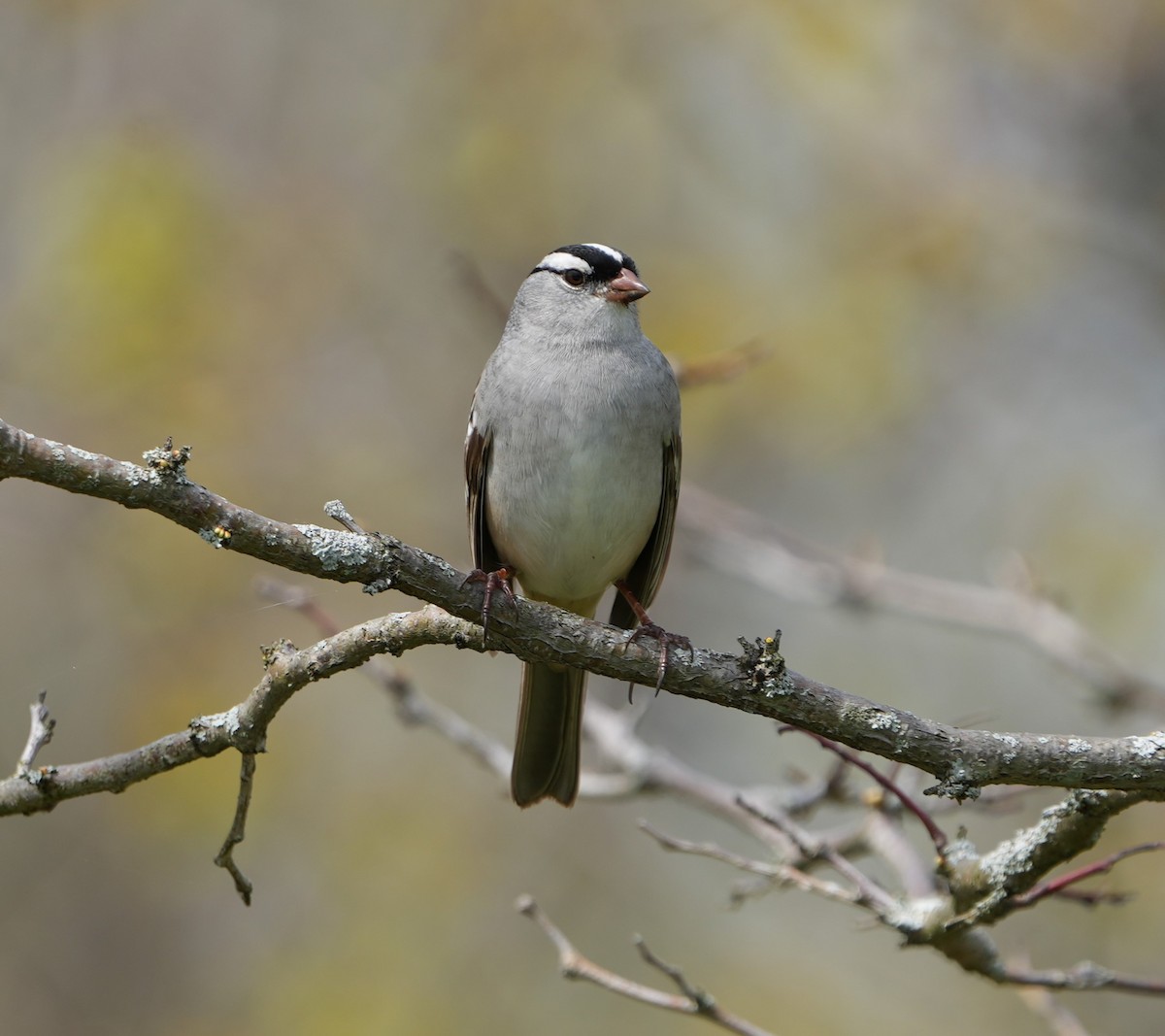 White-crowned Sparrow - ML618508299