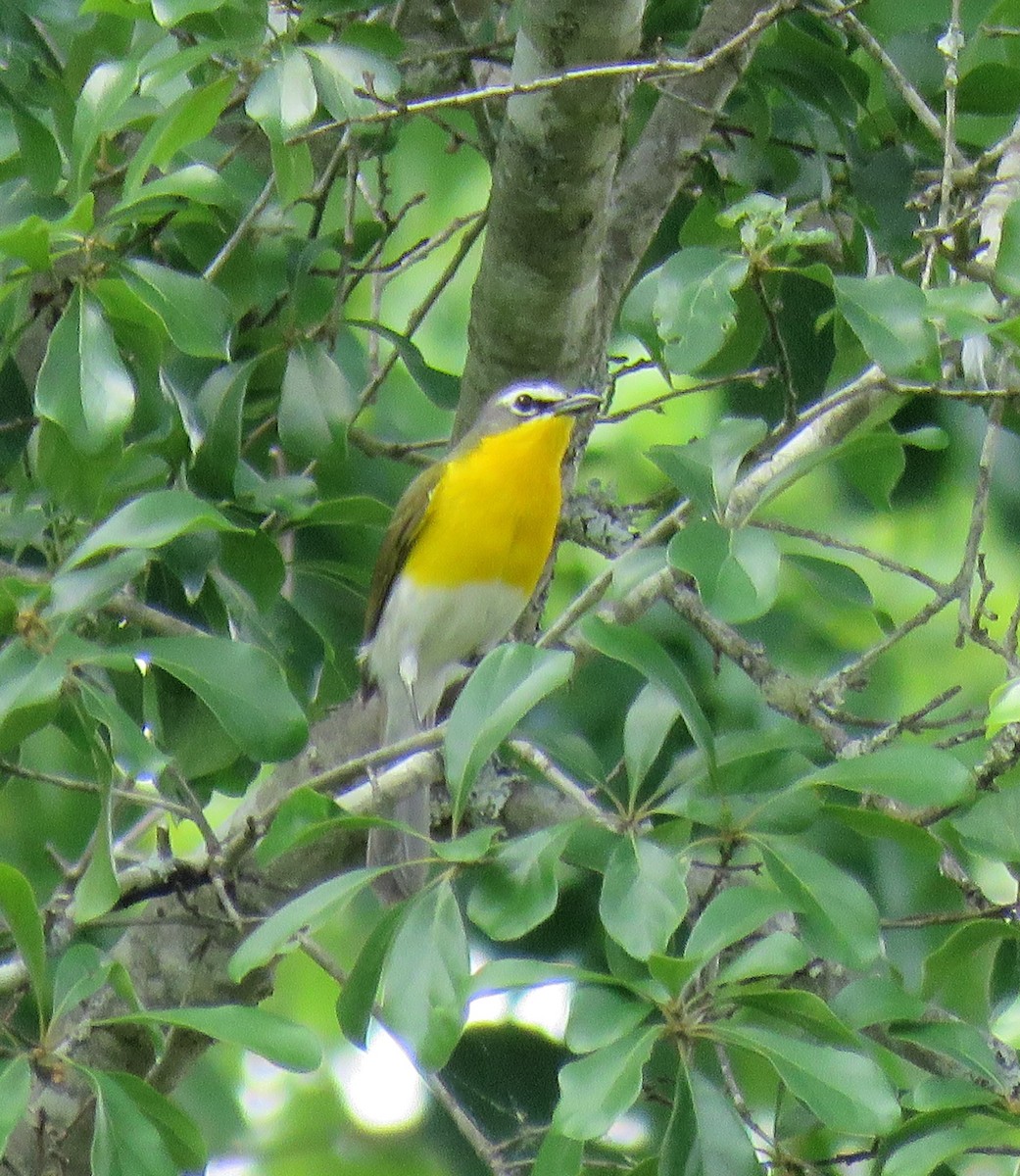 Yellow-breasted Chat - ML618508303