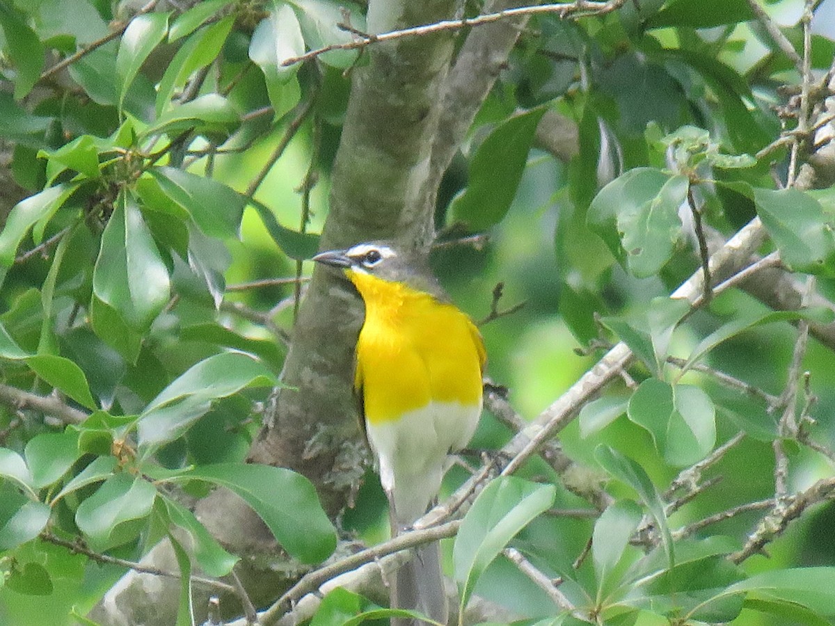 Yellow-breasted Chat - ML618508304