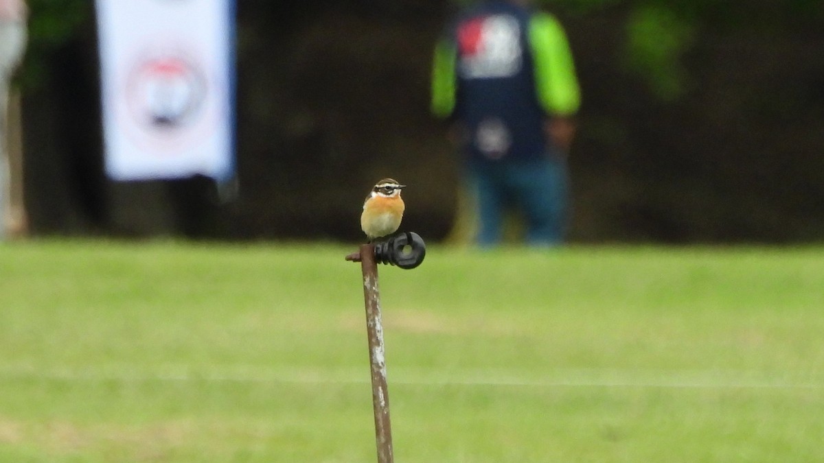 Whinchat - ML618508305