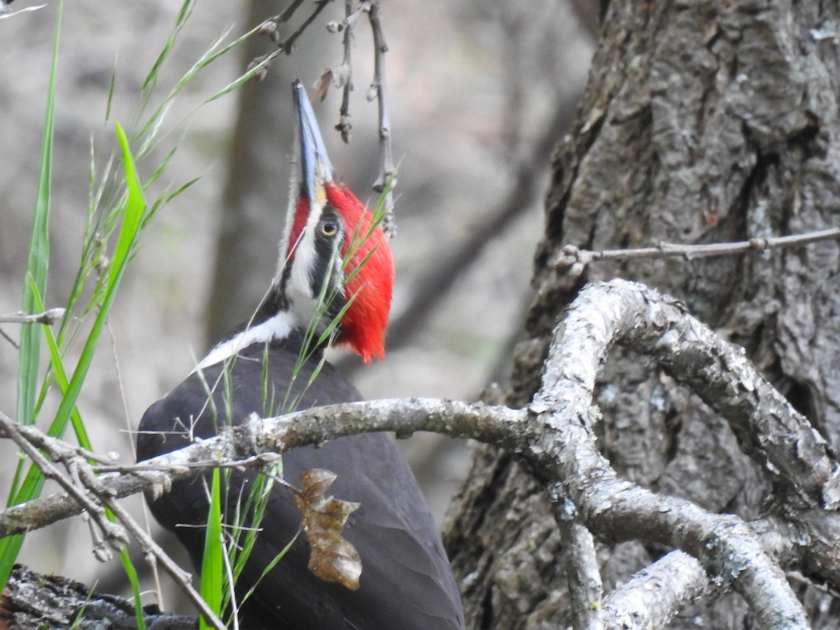 Pileated Woodpecker - ML618508326