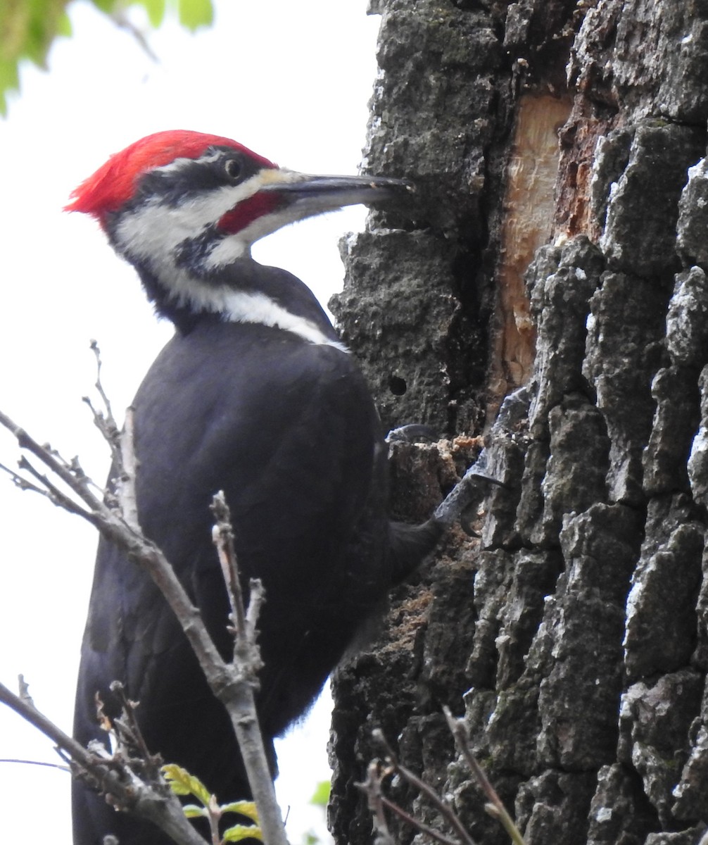 Pileated Woodpecker - ML618508338