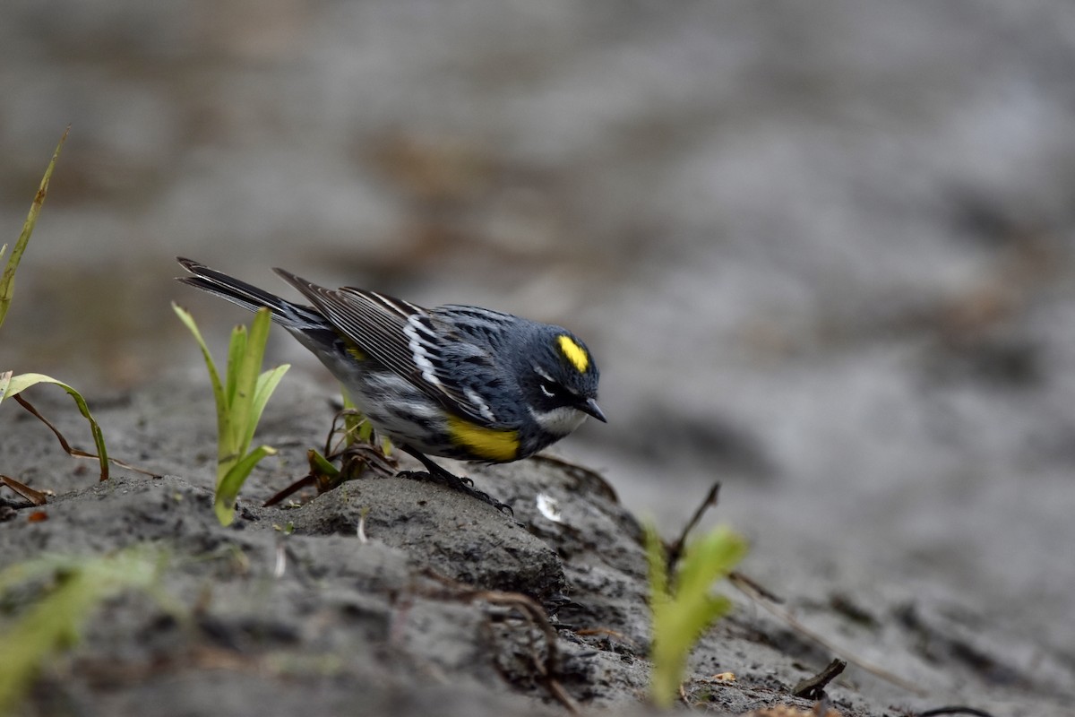 Yellow-rumped Warbler (Myrtle) - ML618508350