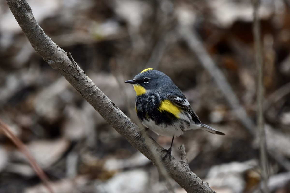 Yellow-rumped Warbler (Myrtle x Audubon's) - ML618508377