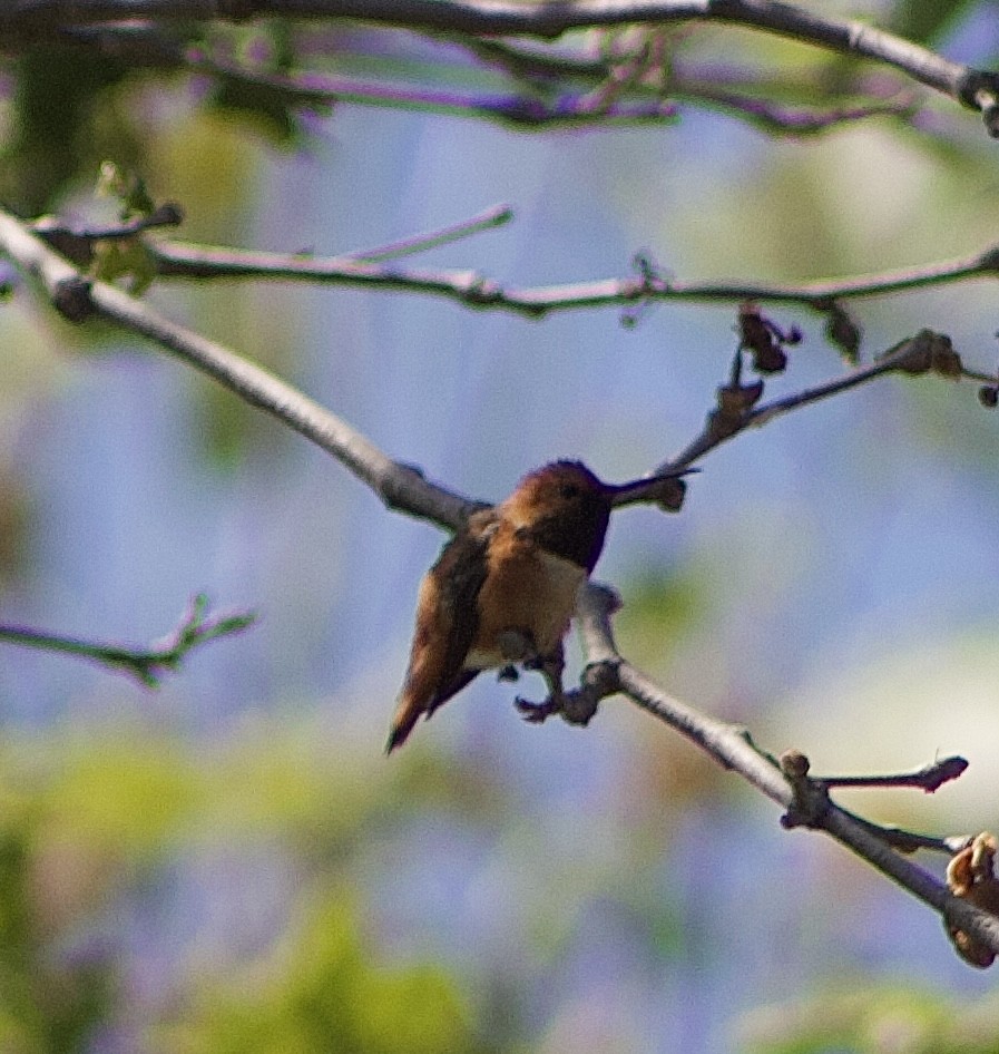 Rufous Hummingbird - ML618508388