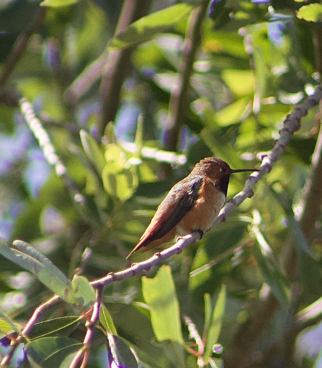 Rufous Hummingbird - ML618508389