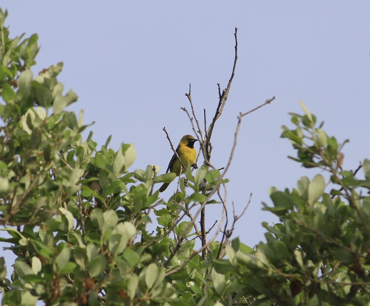 Orchard Oriole - ML618508391
