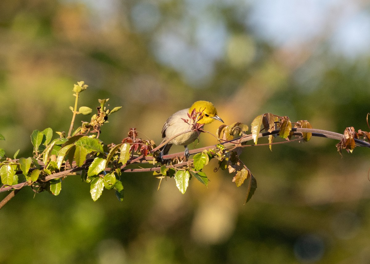 Yellow-headed Warbler - ML618508423