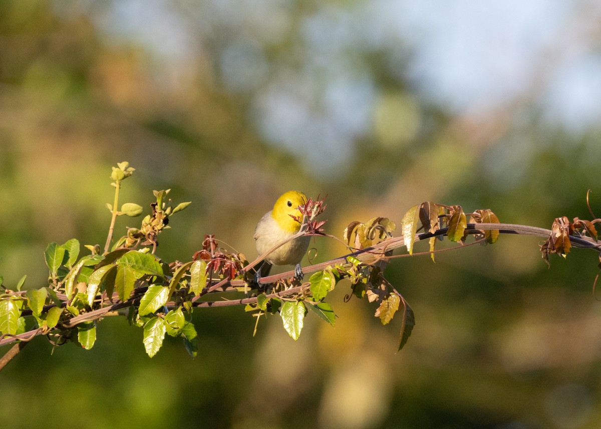 Yellow-headed Warbler - ML618508424