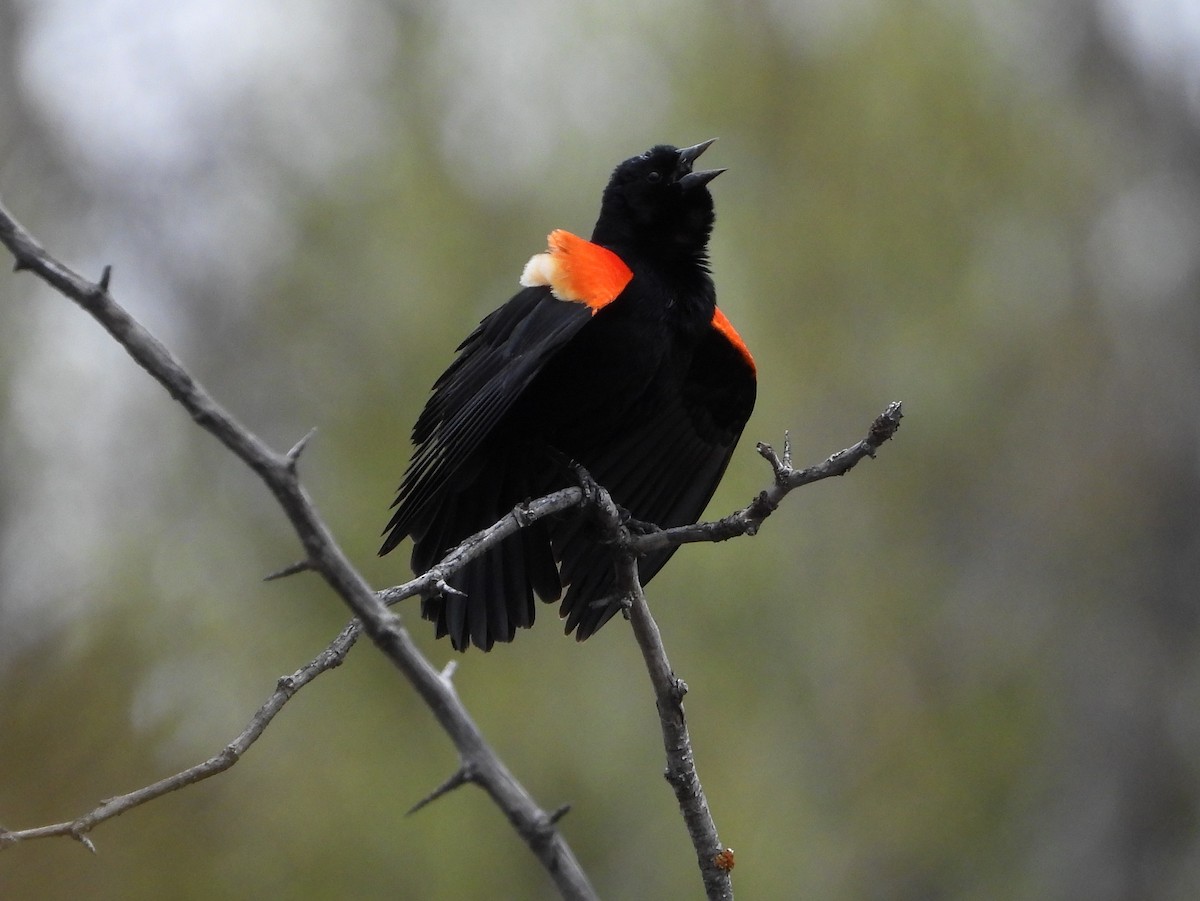 Red-winged Blackbird - Helen Diakow