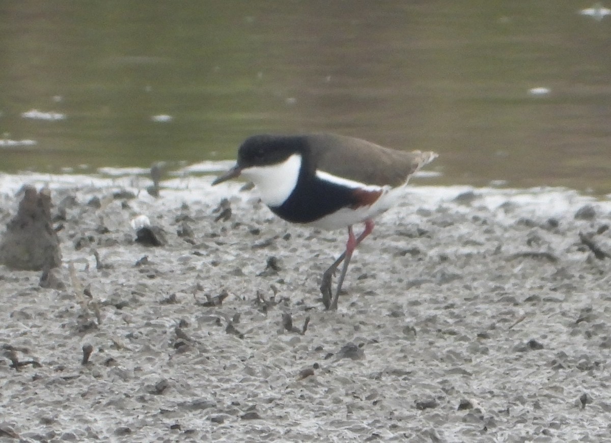 Red-kneed Dotterel - ML618508501