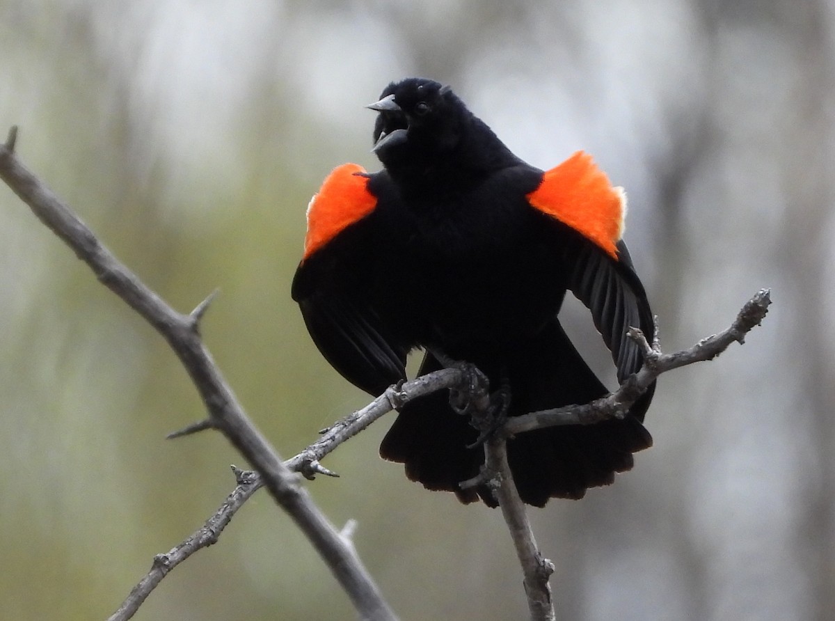 Red-winged Blackbird - ML618508514