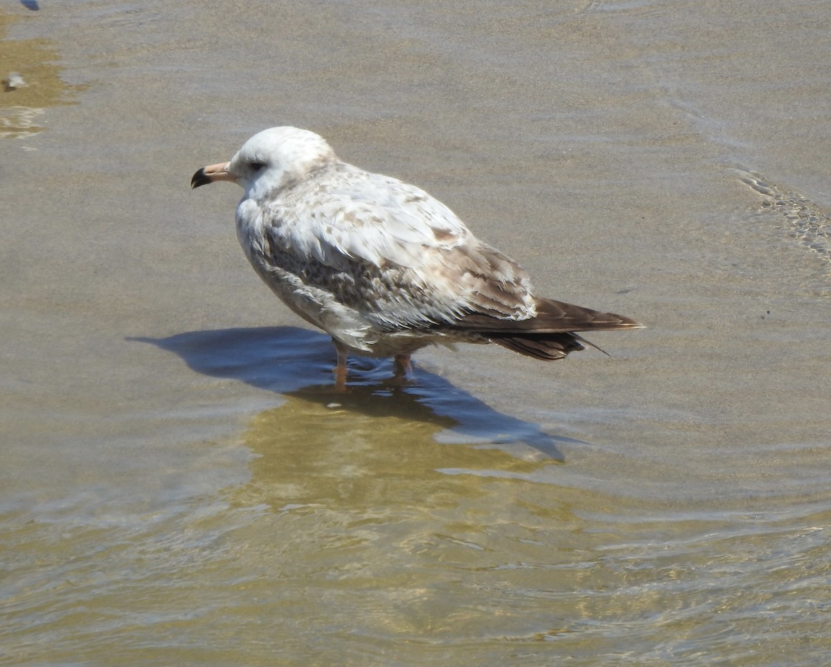 Herring Gull (American) - ML618508561