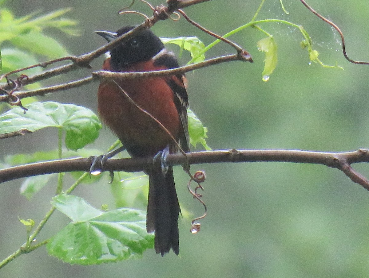 Orchard Oriole - ML618508565