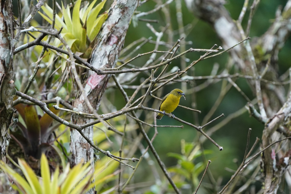 Yellow-crowned Euphonia - ML618508588
