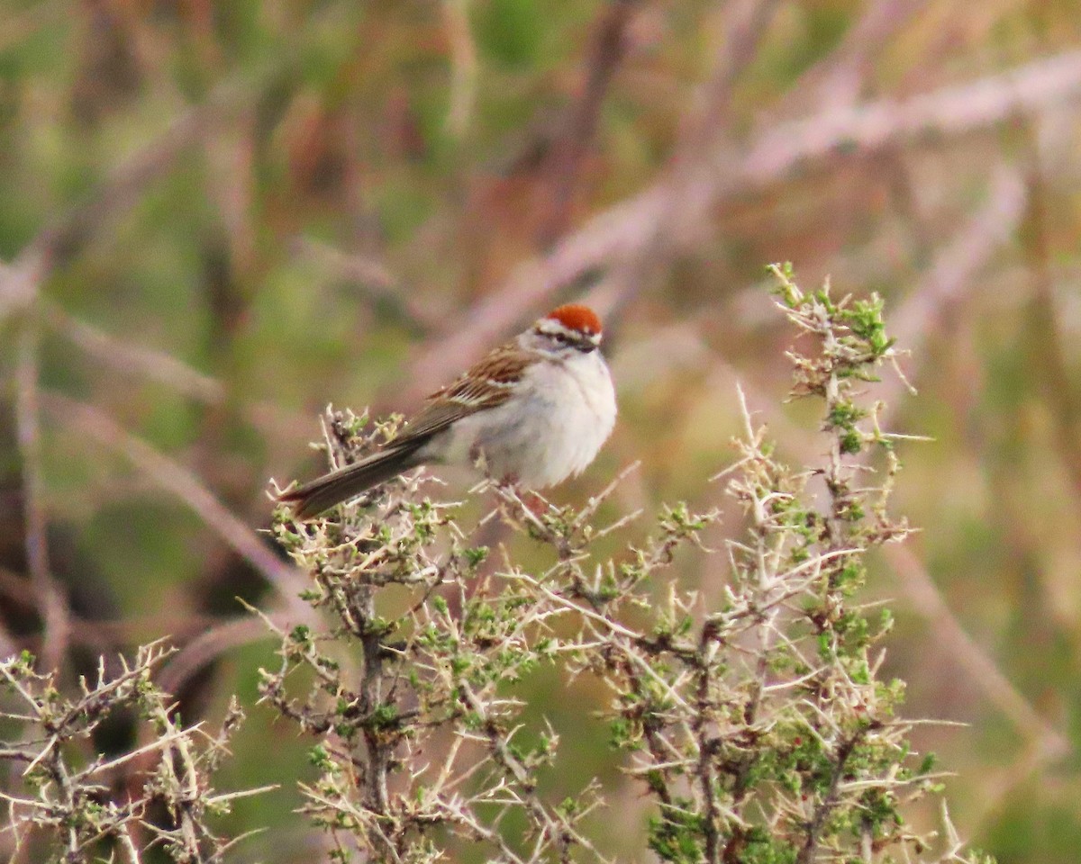 Chipping Sparrow - ML618508599