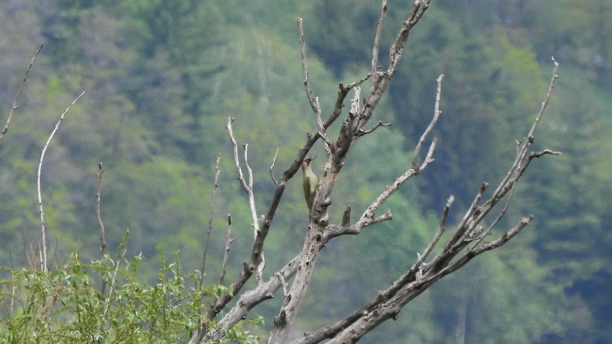 Eurasian Green Woodpecker - ML618508604