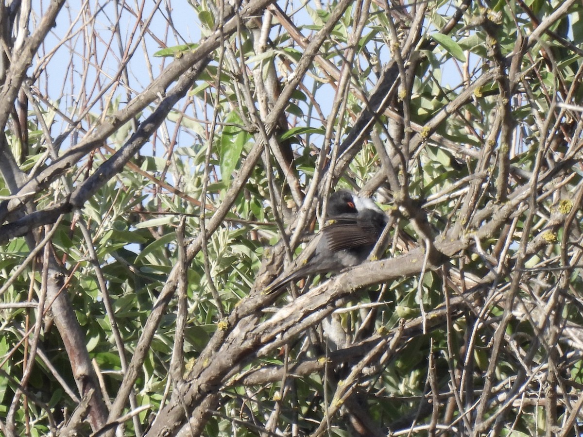 Sardinian Warbler - ML618508626