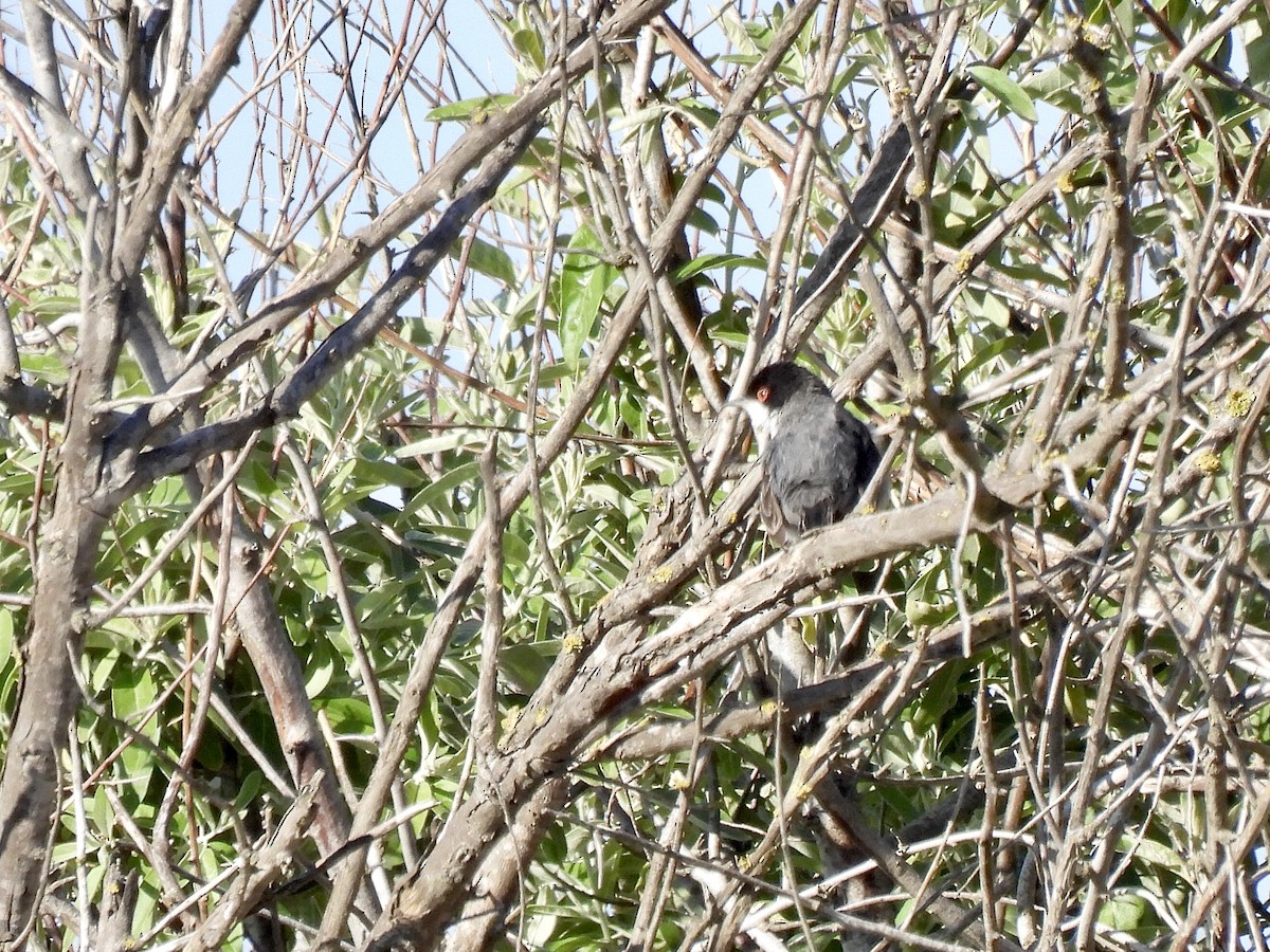 Sardinian Warbler - ML618508627