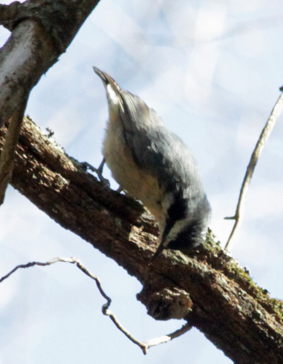 Red-breasted Nuthatch - ML618508631