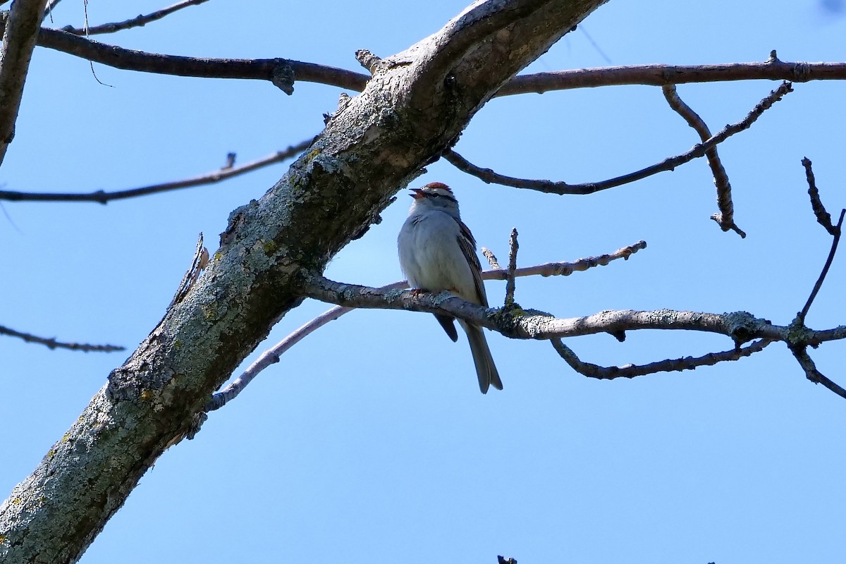 Chipping Sparrow - ML618508652