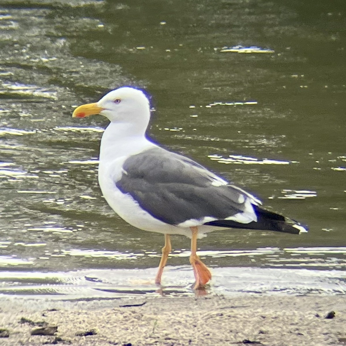 Yellow-footed Gull - ML618508699