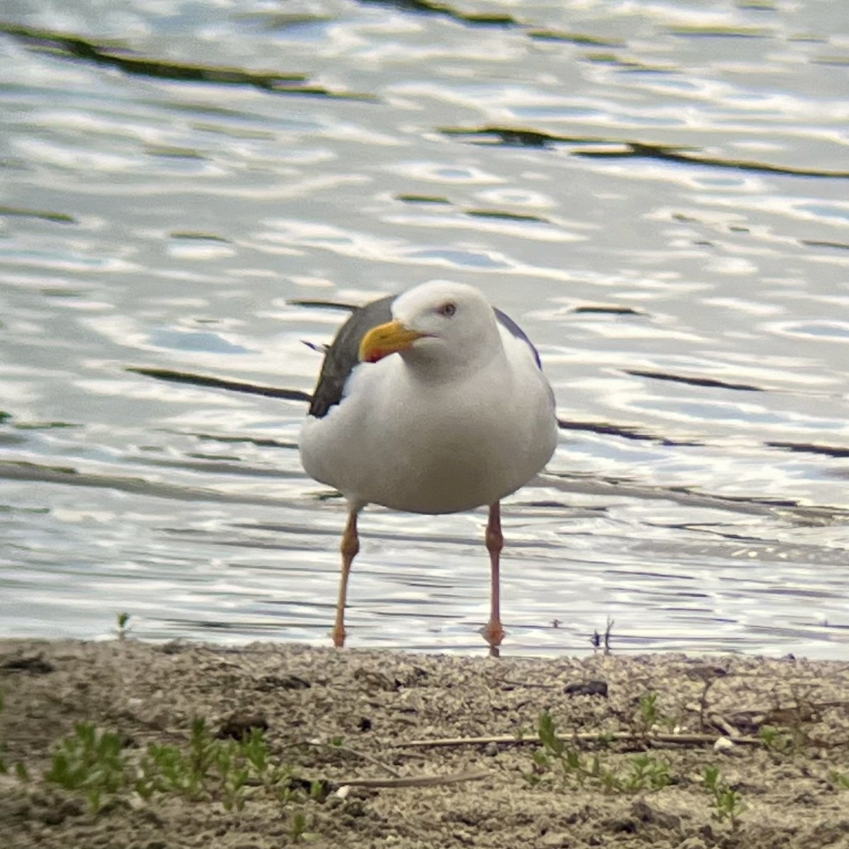Yellow-footed Gull - ML618508700