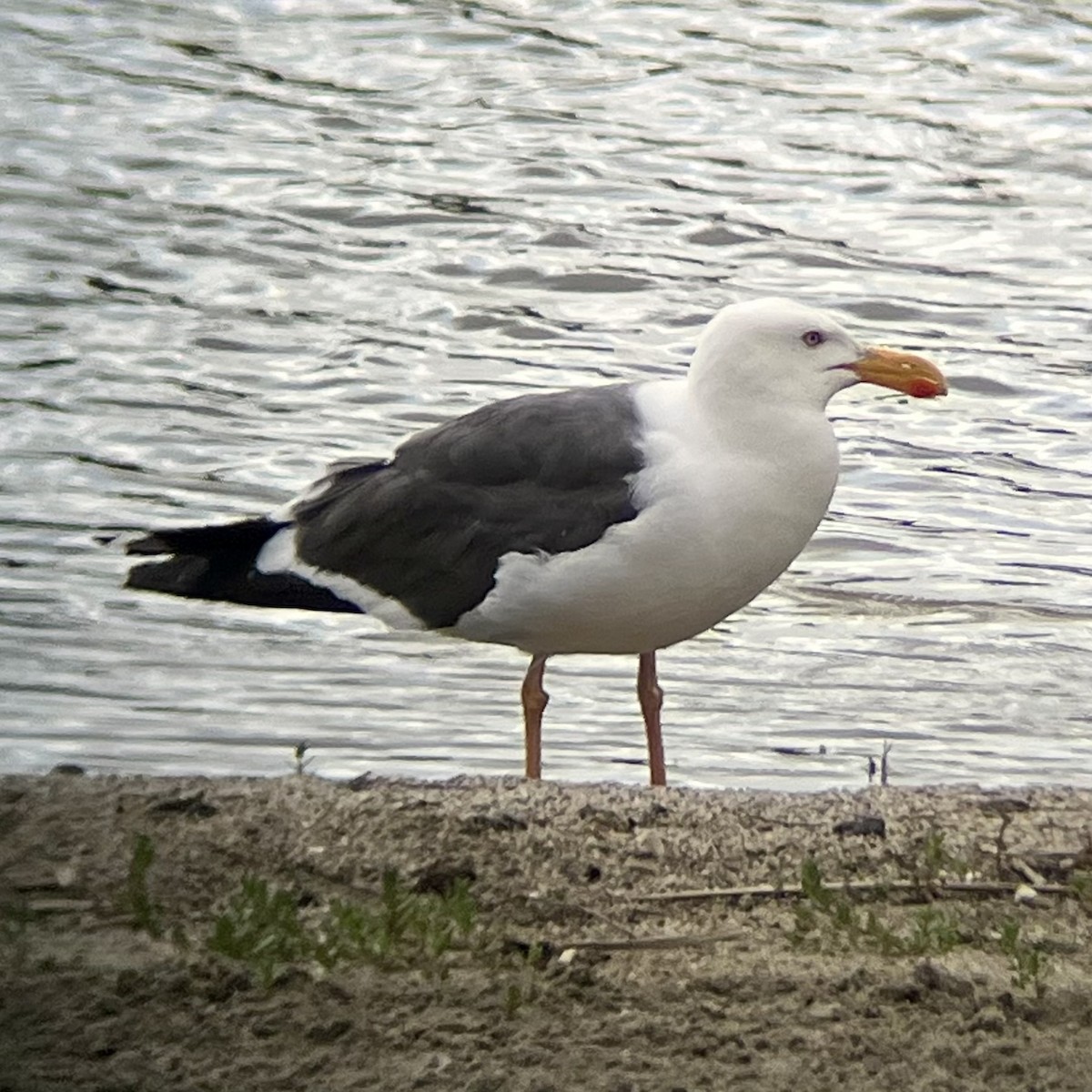 Yellow-footed Gull - ML618508701