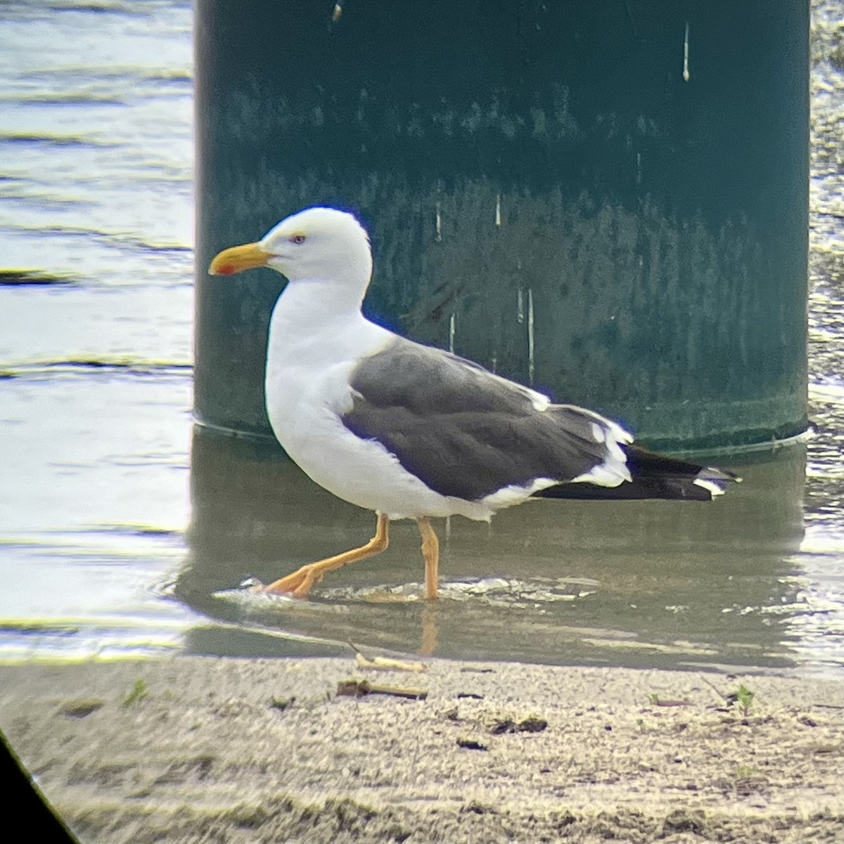 Yellow-footed Gull - ML618508702