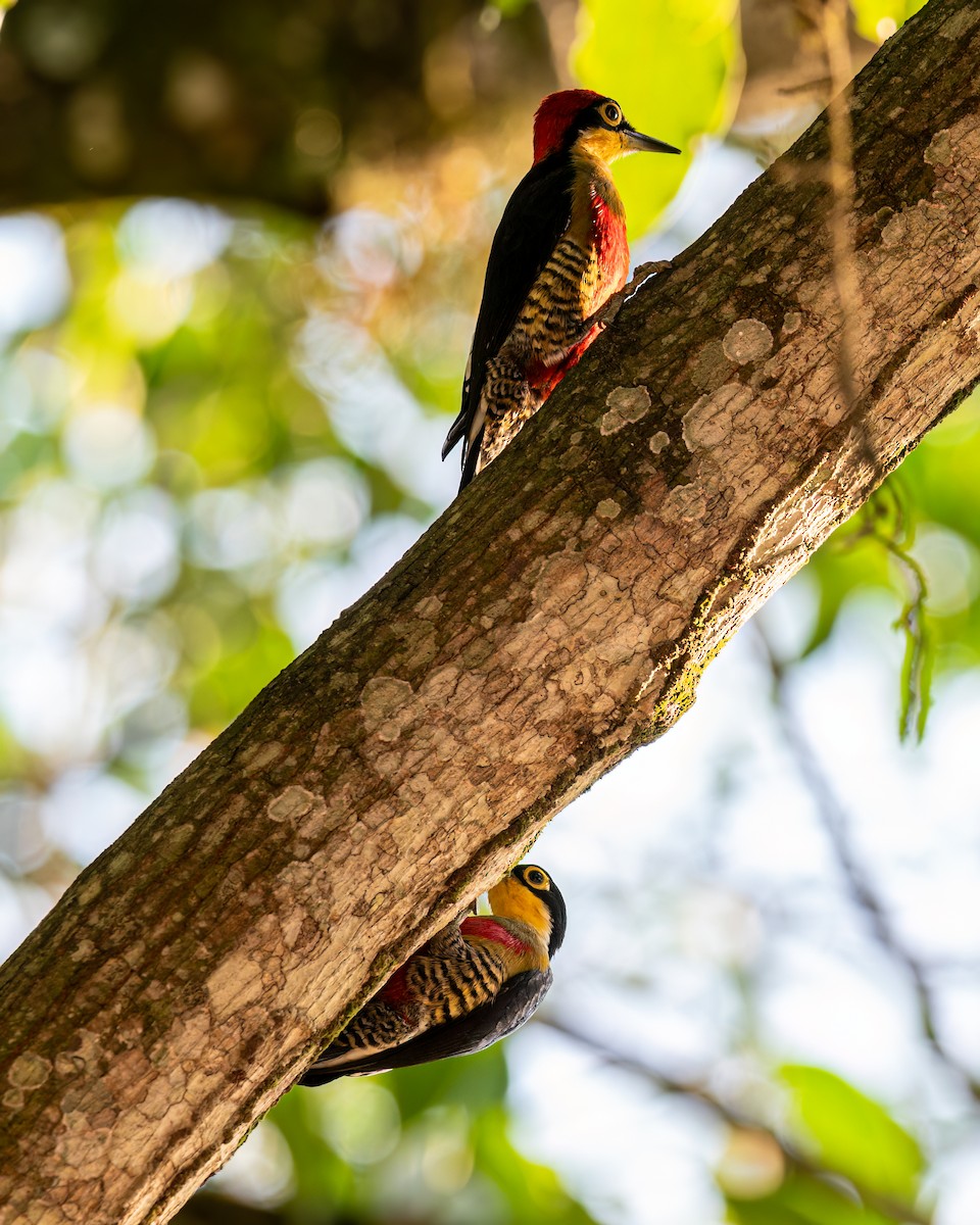 Yellow-fronted Woodpecker - Victor Pássaro