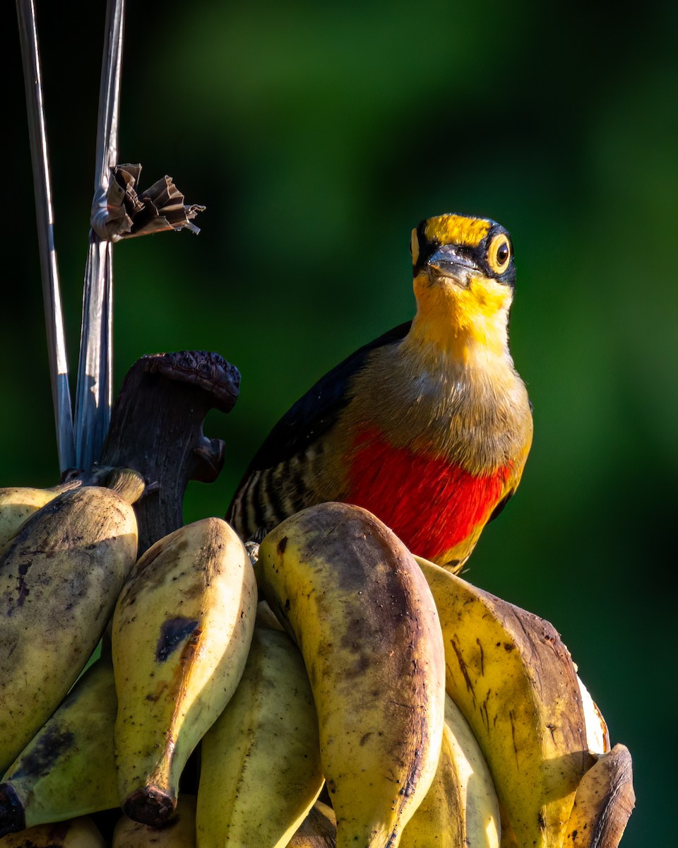 Yellow-fronted Woodpecker - ML618508758