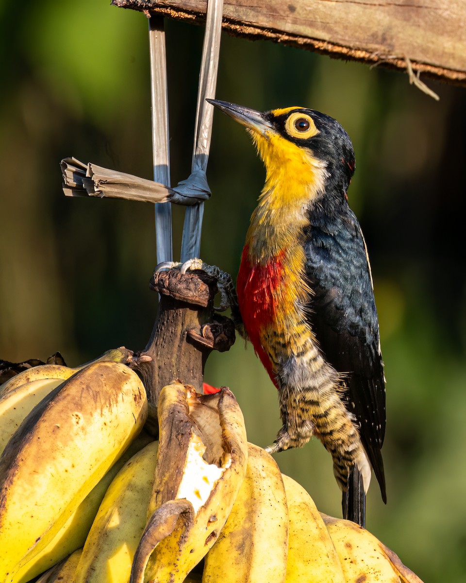 Yellow-fronted Woodpecker - Victor Pássaro