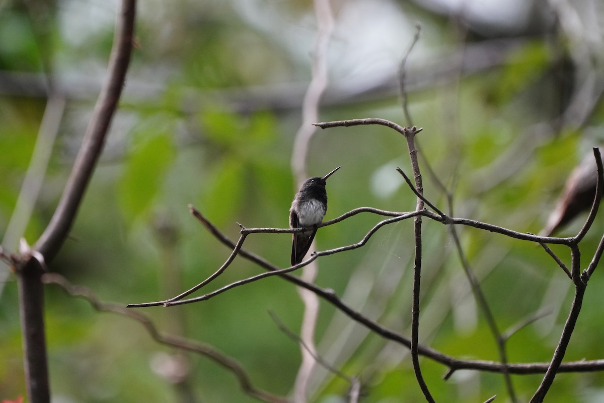 Snowy-bellied Hummingbird - ML618508811