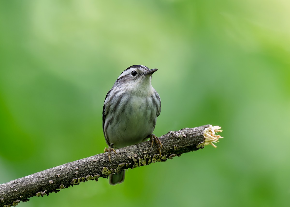 Black-and-white Warbler - ML618508817