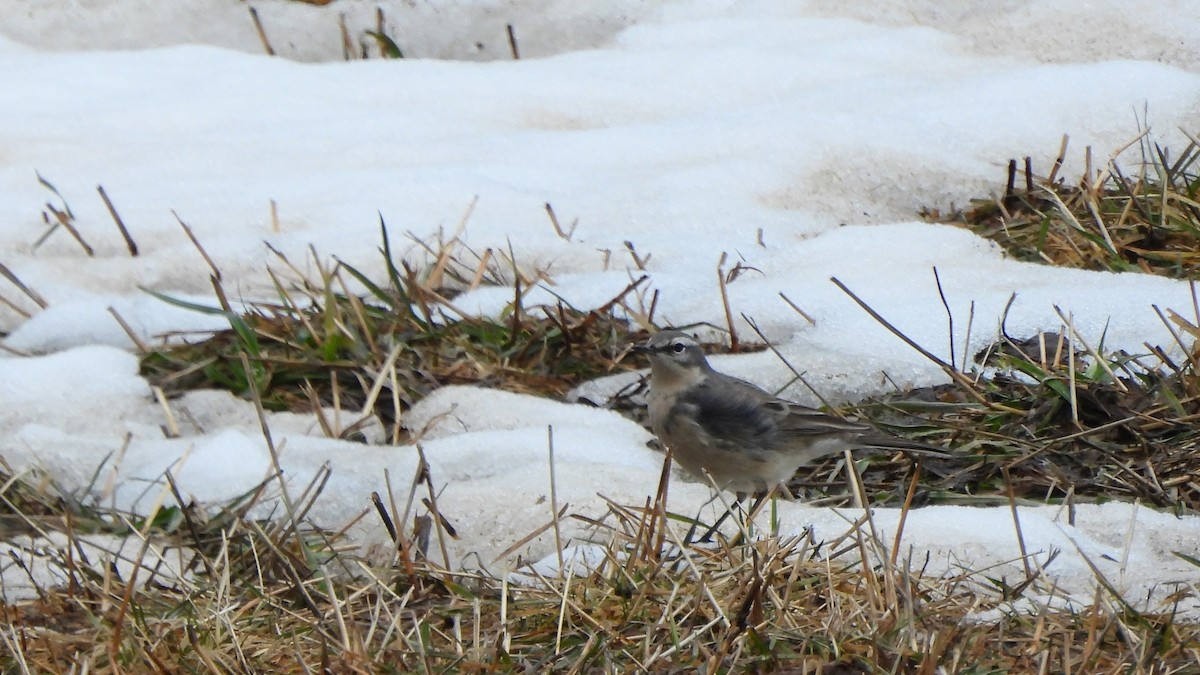 Water Pipit - ML618508832