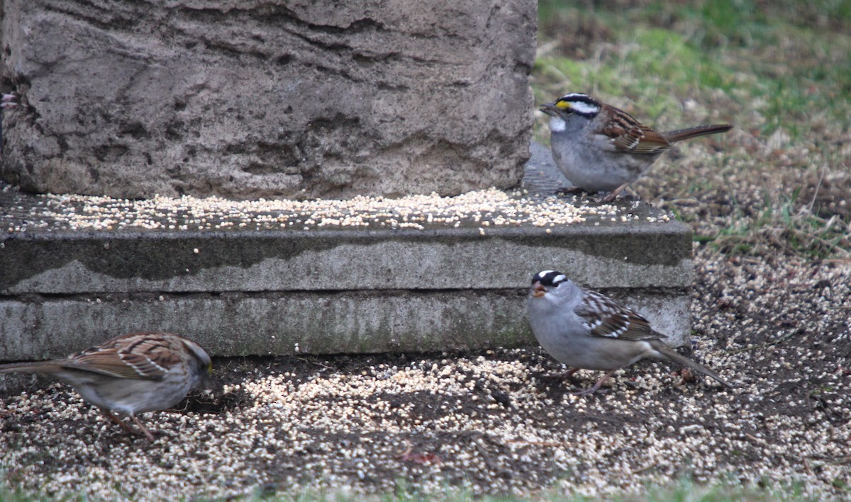 White-crowned Sparrow - ML618508833