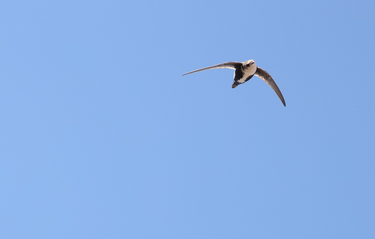 White-throated Swift - ML618508861
