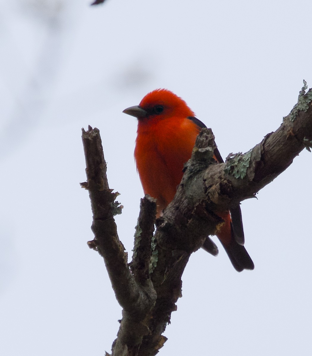 Scarlet Tanager - ML618508897