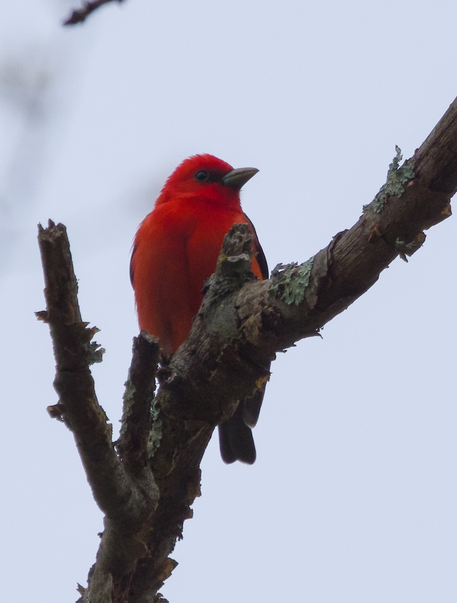 Scarlet Tanager - ML618508899