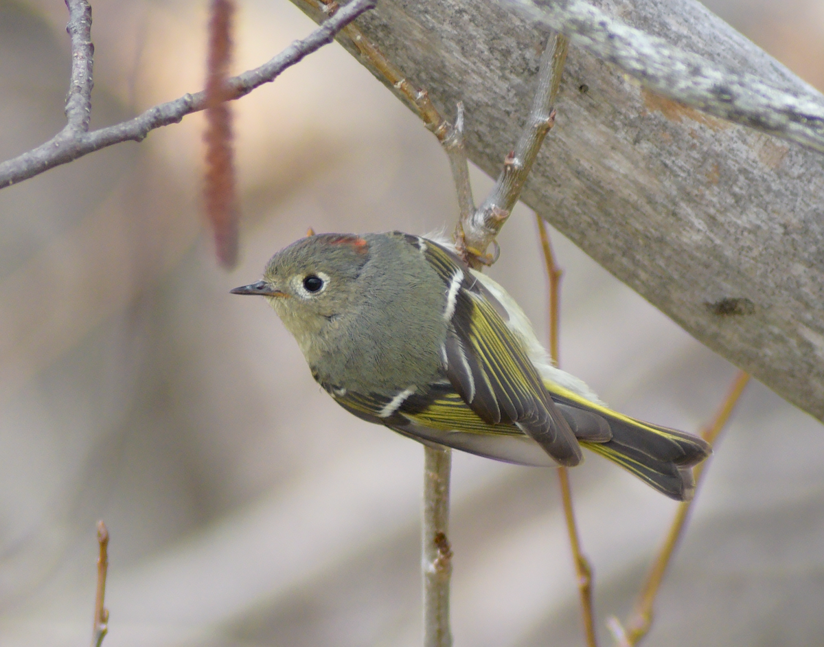 Ruby-crowned Kinglet - Guillaume Perron