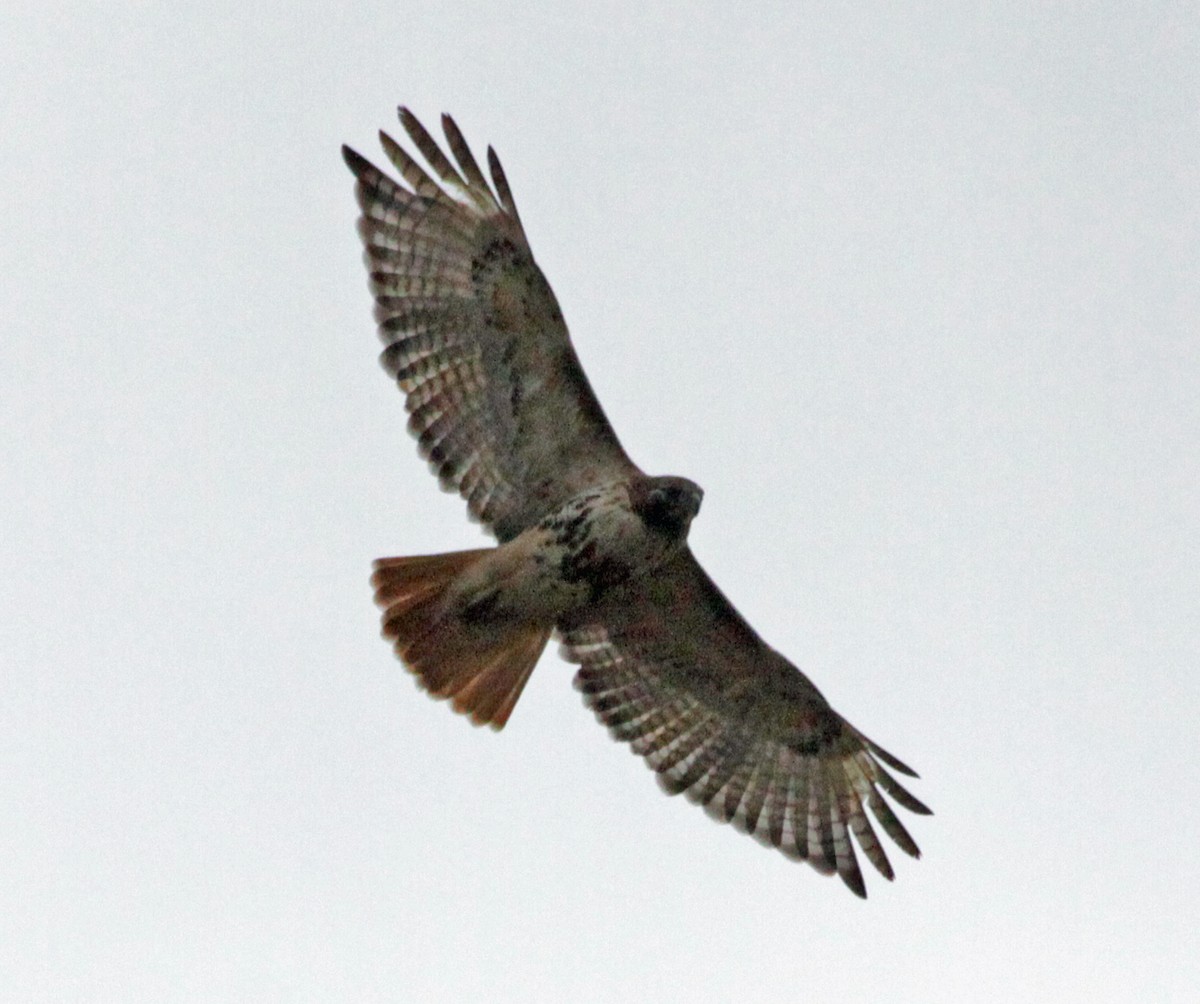 Red-tailed Hawk - ML618509007