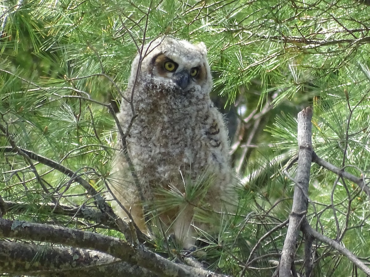 Great Horned Owl - ML618509034