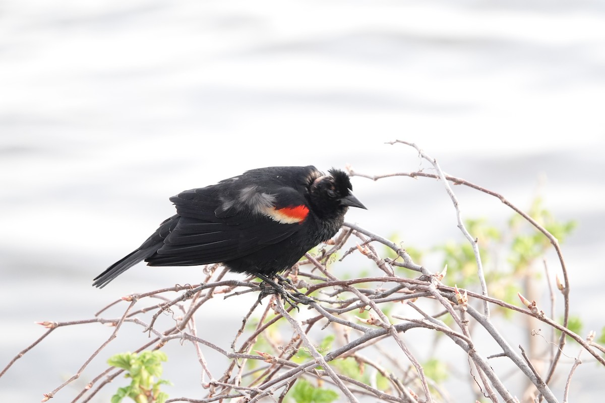 Red-winged Blackbird - ML618509039